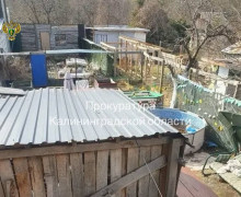В Калининграде прокуратура требует закрыть приют для животных на Ангарской