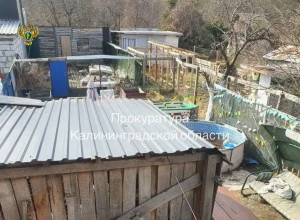 В Калининграде прокуратура требует закрыть приют для животных на Ангарской