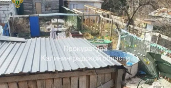 В Калининграде прокуратура требует закрыть приют для животных на Ангарской