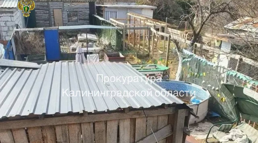 В Калининграде прокуратура требует закрыть приют для животных на Ангарской