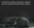 Собаку освободили из запертого гаража после двух недель заточения