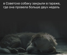 Собаку освободили из запертого гаража после двух недель заточения