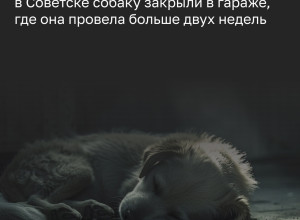 Собаку освободили из запертого гаража после двух недель заточения