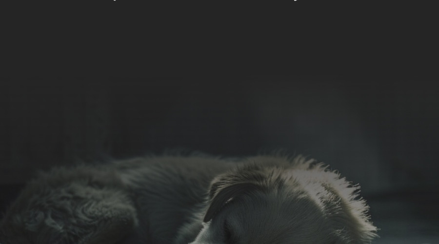 Собаку освободили из запертого гаража после двух недель заточения