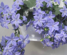 Продам растишки своих красавиц