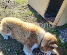 В посёлке Шоссейном под Калининградом хаски живёт у сгоревшего дома, пёс был очень привязан к своему погибшему девятилетнему хозяину