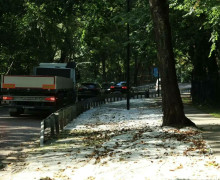 В Калининграде газоны защищают от птиц нетканым материалом