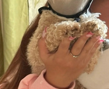 В Калининграде и области разыскивают пропавших кошку и двух собак