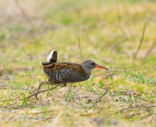 Водяного пастушка заметили в Светловском округе