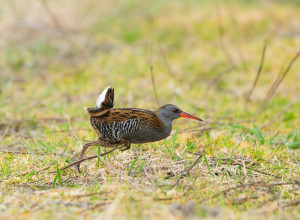 Водяного пастушка заметили в Светловском округе