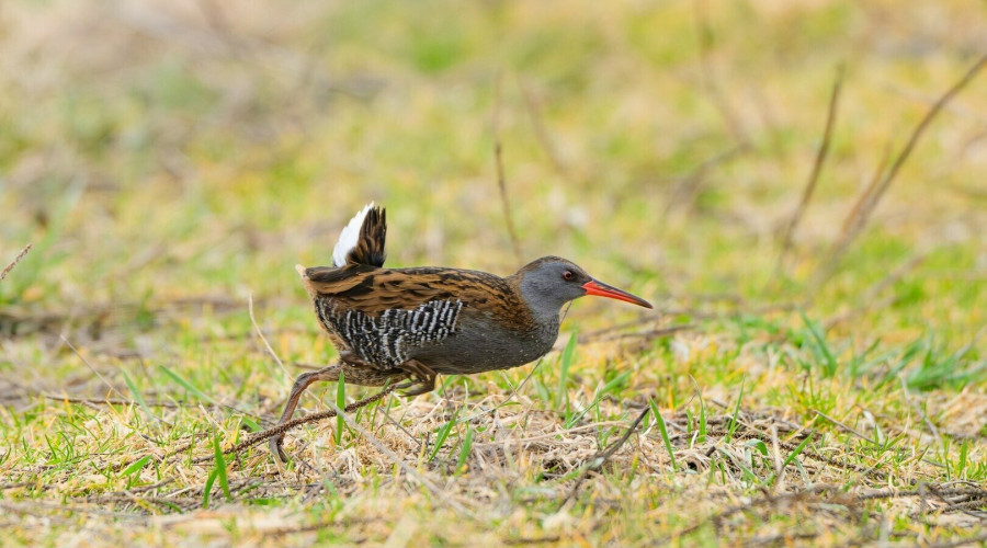 Водяного пастушка заметили в Светловском округе