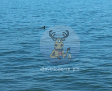 Оленёнок замечен в акватории Пионерского со стороны Заостровья