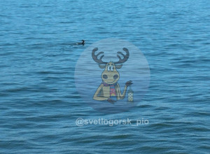 Оленёнок замечен в акватории Пионерского со стороны Заостровья