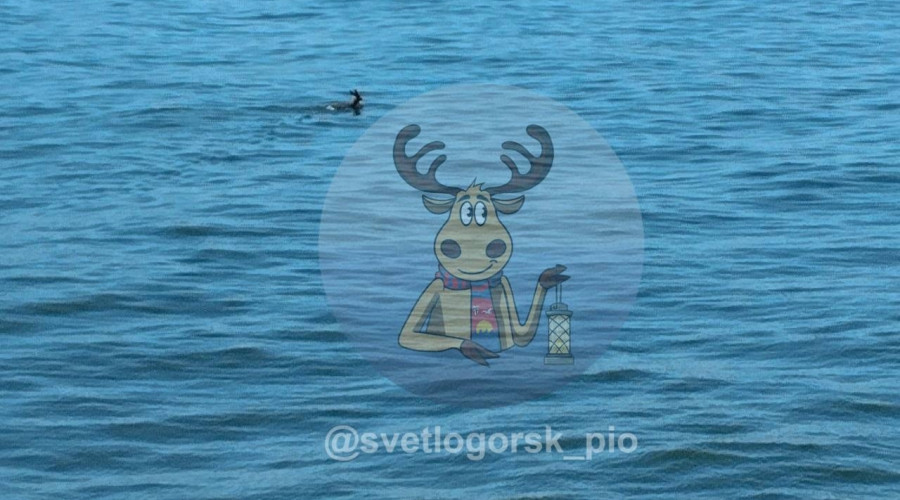 Оленёнок замечен в акватории Пионерского со стороны Заостровья