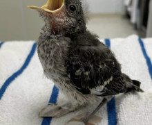 Молодую сойку с переломами пальцев вылечили в ветеринарной клинике