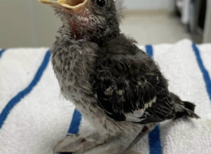 Молодую сойку с переломами пальцев вылечили в ветеринарной клинике
