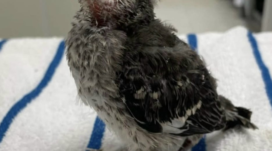 Молодую сойку с переломами пальцев вылечили в ветеринарной клинике