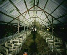 Кукольные головы на деревьях: калининградцы рассказали о загадочных находках в лесах