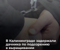 Житель Калининграда выращивал наркосодержащие растения в СНТ «Янтарь»