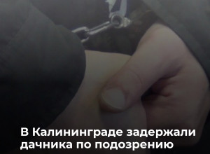 Житель Калининграда выращивал наркосодержащие растения в СНТ «Янтарь»
