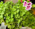Продам королевскую герань