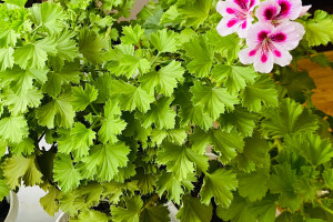 Продам королевскую герань