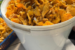 Продам грибы лисички