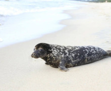 На Куршской косе спасают истощённого детёныша тюленя