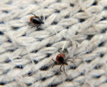 Активность клещей в Калининградской области сохраняется на высоком уровне