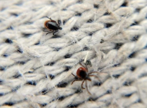 Активность клещей в Калининградской области сохраняется на высоком уровне