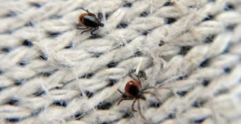 Активность клещей в Калининградской области сохраняется на высоком уровне