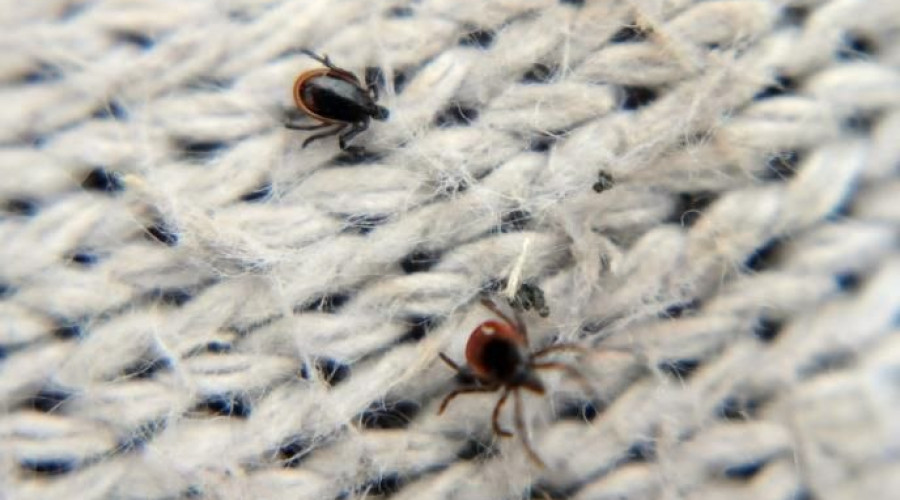 Активность клещей в Калининградской области сохраняется на высоком уровне