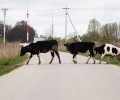 Владельцы скота в двух районах Калининградской области проигнорировали обязательные ветеринарные обработки