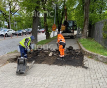 На проспекте Победы в Калининграде продолжили ремонт тротуара: жители обеспокоены сохранностью деревьев