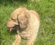 В Калининградской области разыскивают хозяев найденной собаки