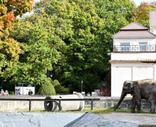 В Калининграде объявлен поиск подрядчика для ремонта административного здания зоопарка