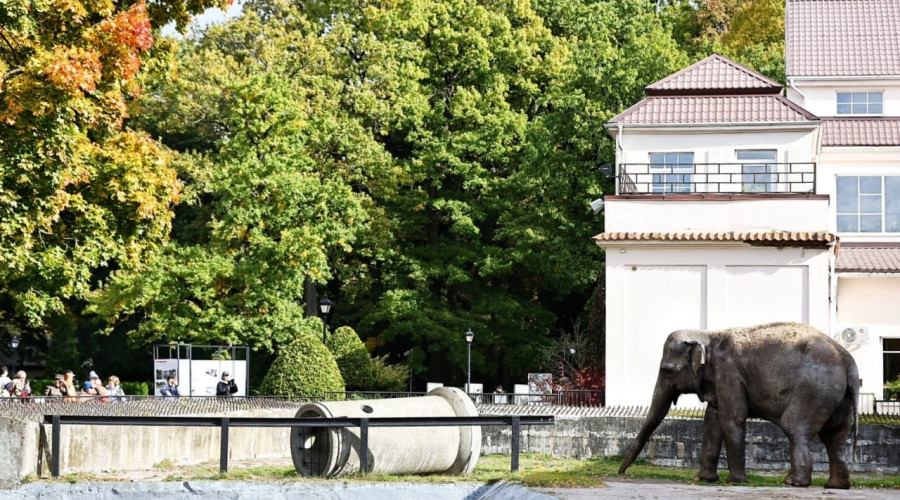 В Калининграде объявлен поиск подрядчика для ремонта административного здания зоопарка