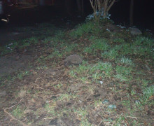 В Светлом зафиксированы брачные игры ежей