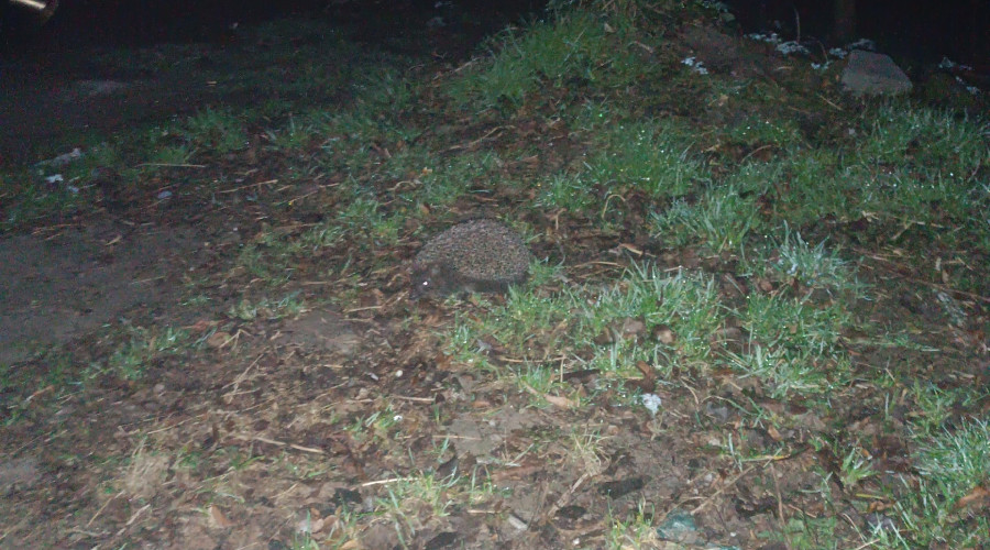 В Светлом зафиксированы брачные игры ежей