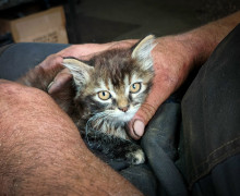 В Калининграде ищут дом для трех котят, оставшихся без матери