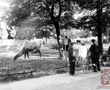 Каким был Калининградский зоопарк в прошлом веке: история восстановления после войны