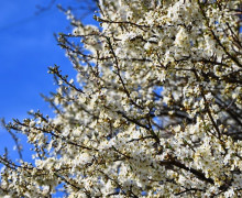 Алыча зацвела на улицах Калининграда