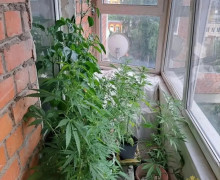 В Калининграде у местного жителя изъяли марихуану и 12 растений конопли