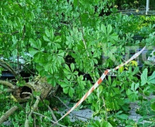 В Калининграде на улице Гагарина упал крупный цветущий каштан