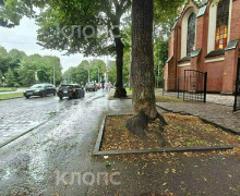 На проспекте Победы в Калининграде продолжили ремонт тротуара: жители обеспокоены сохранностью деревьев
