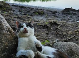 Жители Приморска делятся фотографиями местных котов