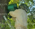 В Чкаловске на территории школы №11 спасатели переселили рой пчёл из скворечника