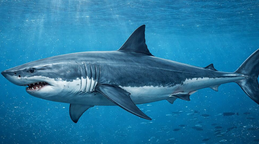 Ученые переписывают родословную акул: некоторые виды оказались ближе к скатам