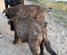 В Калининградской области ищут новых владельцев для таксы и четырёх бездомных щенков