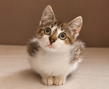 Котёнок Бантик ищет дом